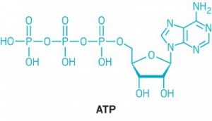 Read more about the article پاورپوینت کامل و جامع با عنوان بررسی آدنوزین تری فسفات یا ATP در 14 اسلاید