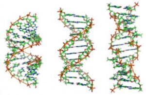 Read more about the article پاورپوینت کامل و جامع با عنوان بررسی دی ان ای یا DNA در 47 اسلاید
