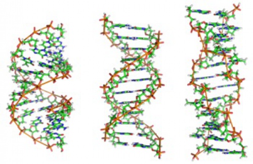 You are currently viewing پاورپوینت کامل و جامع با عنوان بررسی دی ان ای یا DNA در 47 اسلاید