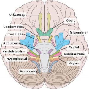 Read more about the article پاورپوینت کامل و جامع با عنوان بررسی کپسول داخلی در مغز در 13 اسلاید