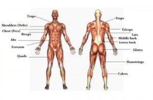 Read more about the article آموزش جامع و کامل تمامی عضلات بدن انسان بصورت کامل