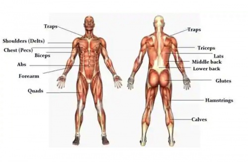 You are currently viewing آموزش جامع و کامل تمامی عضلات بدن انسان بصورت کامل