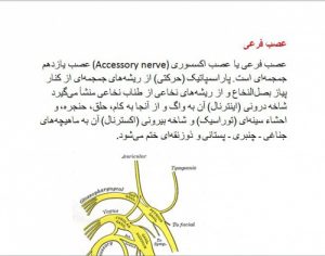 Read more about the article دانلود مقاله درباره عصب فرعی (Accessory nerve)
