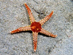 Read more about the article پاورپوینت کامل و جامع با عنوان بررسی ستاره دریایی و ساختار بدنی آن در 25 اسلاید