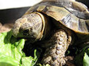 Read more about the article پاورپوینت کامل و جامع با عنوان بررسی لاک پشت ها (Turtles) و خصوصیات آن ها در 31 اسلاید