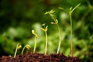 Read more about the article پاورپوینت کامل و جامع با عنوان رشد و نمو در گیاهان در 28 اسلاید