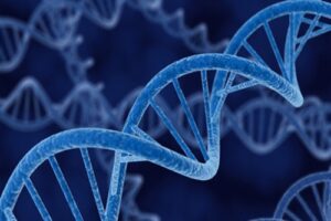 Read more about the article ساختار ژنوم,کروماتین,ساختار dna