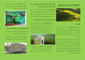 Read more about the article بروشور اصول تغذیه مزارع برنج