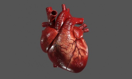 You are currently viewing قلب – انواع بیماری های قلبی – درمان بیماری های قلبی