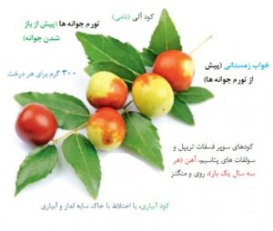 Read more about the article تغذیه درختان عناب بارده (بالغ)
