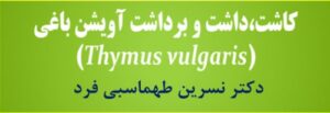 Read more about the article کاشت، داشت و برداشت آویشن باغی(Thymus vulgaris)