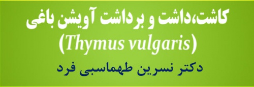 You are currently viewing کاشت، داشت و برداشت آویشن باغی(Thymus vulgaris)