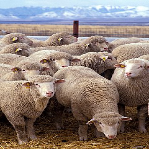 You are currently viewing پاورپوینت کامل و جامع با عنوان بررسی گوسفند، پرورش دهندگان و انواع گوسفند در 16 اسلاید