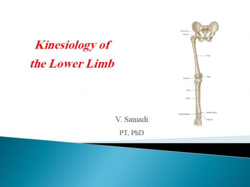 You are currently viewing جزوه درسی اصول توانبخشی مبحث حرکت شناسی اندام تحتانی (Kinesiology of lower limb) رشته مهندسی پزشکی
