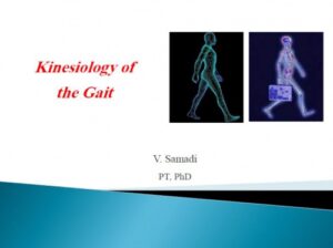 Read more about the article جزوه درسی اصول توانبخشی مبحث حرکت شناسی راه رفتن (Kinesiology of gait) رشته مهندسی پزشکی