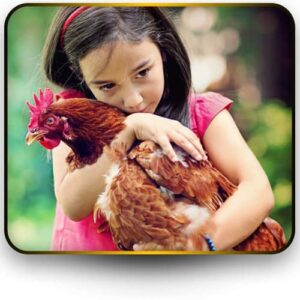 Read more about the article آماده سازی سالن های مرغداری قبل جوجه ریزی و انواع مرغ تخمگذار و گوشتی